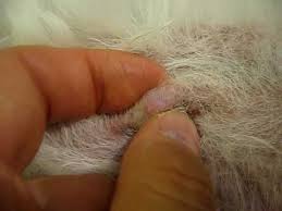 Since we can't ask our dogs how they are feeling each day, it's important to understand the signs of a sick dog. 2 Patient Breast Cancer In Dog Homeopathic Treatment After 20 Days Of Treatment Youtube