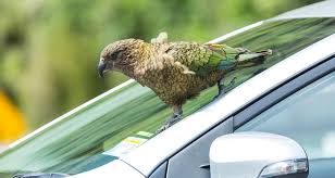 Hold on, it looks like millium wants to tell you something. Parrots That Play The Probabilities Evidence Of Domain General Intelligence In Kea Nature Portfolio Ecology Evolution Community