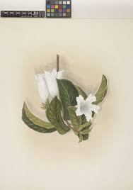 Image result for Cordia goetzei