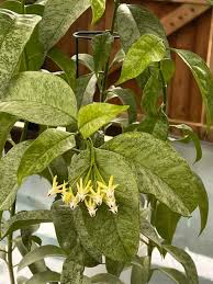 Image result for hoya multiflora