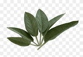 What kind of plant is the diviner's sage? Sage Of The Diviners Png Images Pngwing