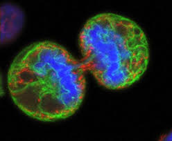 Cell division에 대한 이미지 검색결과