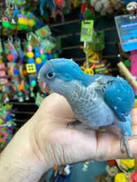 Pharell Parrots World Pharellparrotsworld - Profile Pinterest