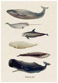 Valentine Gift Whale Art Poster Bathroom Decor Nursery Etsy In 2021 Whale Art Print Whale Art Whale Decor