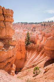 2 Essential Hikes In Bryce Canyon National Park Rim And Queen S Garden Trails For The Liang Run Bryce Canyon National Park Bryce Canyon National Parks