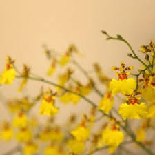 Image result for Phaius occidentalis