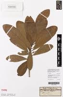 Image result for Synsepalum cerasiferum