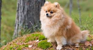 How long do malteses live? Pomeranian Lifespan How Long Do Poms Live On Average