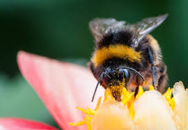 Each shaker measures 3 inches tall and 2 inches wide on the bottom. How To Get Rid Of Bumble Bees Outside Of Your House On Your Own