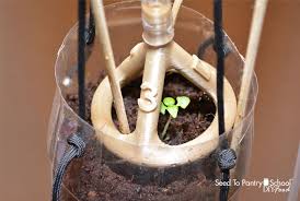 How To Build A Hydroponic System Out Of Recycled Soda Bottles Seed To Pantry School