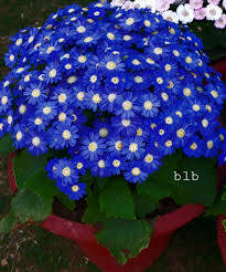 Image result for Elytrophorus spicatus