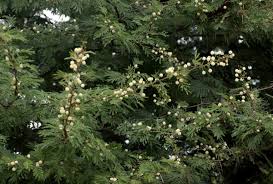 Image result for Acacia robusta