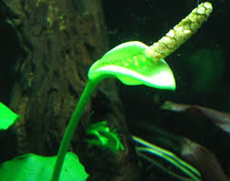 We did not find results for: Anubias Flowered Under Water Aquatic Plant Forum