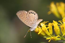 Image result for Geigeria brevifolia