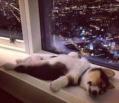 Maybe you would like to learn more about one of these? Hilarious Puppy Photos That Will Make Your Day