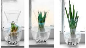 If you notice that the soil around the onions is dry, then you should water the area. Regrow Spring Onions In Water Fun Gardening Hack