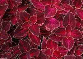 Image result for Coleus sylvestris