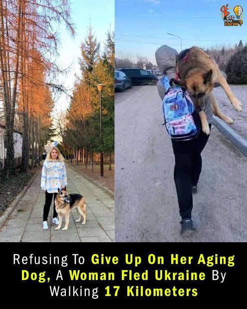 Ukrainian Woman Carries Dog 17 km to Safety 🐾❤️ A Ukrainian woman named  Alisa became a powerful symbol of love and courage during the war when she  refused to leave her elderly