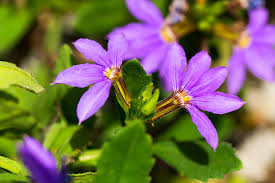 Image result for Goodeniaceae