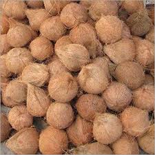 Here are some of the popular varieties you should know! Natural Semi Husked Coconut At Price 95 Inr Kilograms In Coimbatore Id 5999351