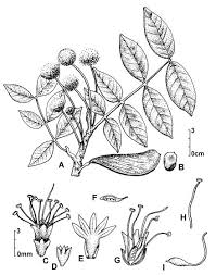 Image result for Embelia xylocarpa