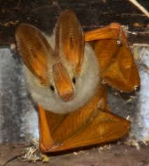 Kids love talking about these interesting animals, and they especially enjoy saying their cool name: Animals That Start With Y List Of Amazing Animals Beginning With Y
