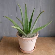Image result for Aloe veseyi
