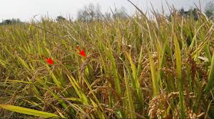 Image result for Oryza barthii