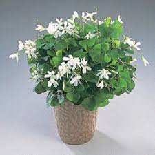 They look equally delightful in containers and garden flower beds. Shamrock Oxalis Plant For Home Decorating
