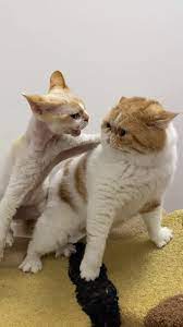 Funny Cats Video Fighting Funny Funnymemes Funnyvideos Cat Memes Kittens Pets