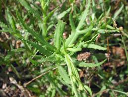 Image result for Senecio madagascariensis