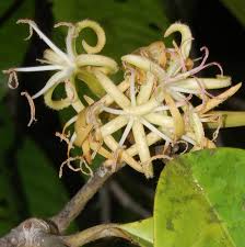 Image result for Metteniusaceae