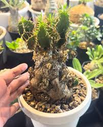 Image result for Euphorbia fanshawei