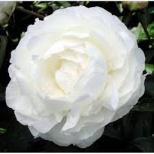 Le peonie sono uno dei pilastri di giardini perenni in tutto il mondo e uno dei preferiti dalle spose. Peonie Erbacee Vendita Online Piante Di Peonie Erbacee