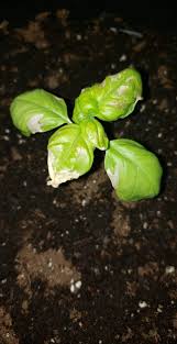 Right from a happy tummy to clear skin, basil leaves work wonders for our mind and body. What Is Causing Large White Spots On My Sweet Basil Seedling S Leaves And Can The Plant Be Saved Gardening Landscaping Stack Exchange