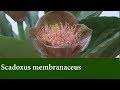 Image result for Scadoxus membranaceus