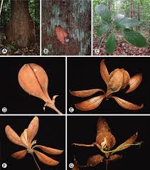 Image result for Malvaceae subfamily Bombacoideae