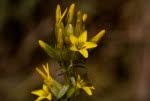 Image result for Sebaea brachyphylla