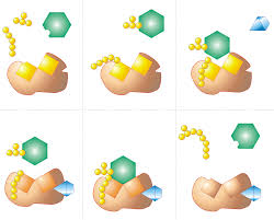 Коэнзим q10 (coenzyme q10), 30 мг, now foods (нау фудс), 60 капсул. Coenzyme Chemistry Dictionary Glossary