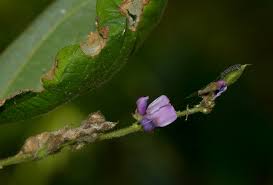 Image result for Polhillides