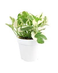 Image result for Epipremnum en casa