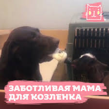 Молодые кормит маленького козленка из бутылочки - BEST XXX TUBE