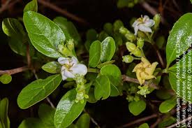 Image result for Catunaregam