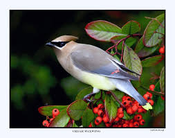 Black Bird With White Tipped Wings And Tail Love Birds Beautiful Birds Bird Life List Birds And The Bees