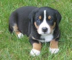 greater swiss mountain dog puppy sennenhund berner senner tiere