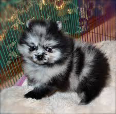 How old is the blue and merle pomeranian? Merle Pomeranains Dee Dee S Pomeranians