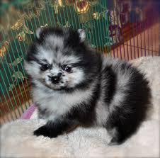 This adorable merle pomeranian puppy is currently available for sale in the boutique! Merle Pomeranains Dee Dee S Pomeranians