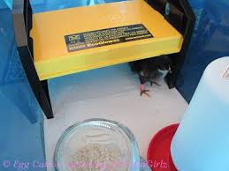 We did not find results for: The New Brinsea Ecoglow 20 Brooder The Chicken Chick