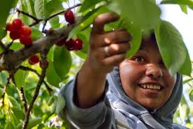 Cherries finally ready to harvest