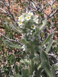 Image result for Disa cryptantha